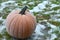 Frost on Pumpkin