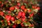 Frost on pyracantha