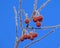 Frost on red berries on blue sky background