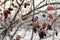 Frost on the red wild rose berries