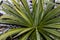 Frost-resistant blue palm lily known as Yucca rostrata stands snow-covered in the bed