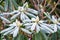 Frost on Rhododendron