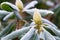 Frost on Rhododendron