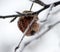 frost on a rotten apples in orchard,shallow dof