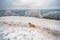 Frost and snowy highland landscape with dog on meadow