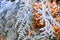 frost.Thuja branches in white frost background. thuja leaves in frost.Cold and frost season.First frosts. Frosty natural