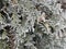 Frost on a thuja leaf close-up. Winter background