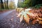 frost-tipped maple leaves on dirt path