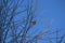 Frost on tree branches and titmouse bird in winter forest on blue sky background