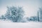 Frost tree in winter forest on morning with fresh snow