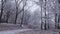 Frost on trees of park, Mid-Decenber, Mid-winter, subzero climate - Szczecin Poland