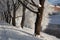 Frost on the trees in Yekaterinburg, Russia.