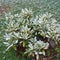 Frost on the uncovered rhododendron