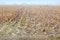 Frost Winter Harvested Cornfield