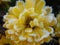 Frost on a yellow chrysanthemum