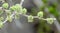 Frost on the young leaves on a branch