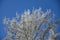 Frostbitten crown larch tree, blue sky.