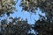 Frostbitten crown spruce trees in the forest, icy branches, blue sky