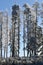 Frostbitten row of trees larch trees, blue sky.