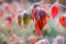 Frosted Autumn Blackberry Leaves