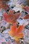 Frosted Autumn Maple Leaves