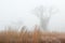 Frosted Autumn Tall Grass Prairie