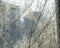 Frosted birch branches on an sunny winter morning