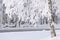 Frosted birch trees on a frozen riverbank