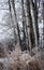 Frosted Birch trees and grasses.