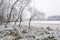 Frosted birch trees at a lake in winter