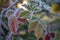 Frosted blackberry leaves. Winter time. White ice crystals. The sun shines on the grass