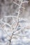 Frosted branch in harsh frost, natural outdoor winter background