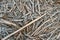 Frosted broken reed stalks on a heap