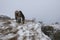 A frosted brown horse grazes on the winter highlands