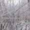 Frosted bush in winter