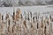 Frosted Cattail Going To Seed in winter time
