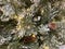 a frosted christmas tree holiday background with pine cones and gold lights