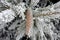 Frosted cone and branches of Norway spruce tree, winter season magic