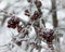 Frosted Crab Apples