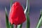 Frosted dew, on a deep and closed red tulip flower. fu