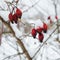 Frosted dried red berries of rosehip on bush covered with snow flakes and hoar after snowfall with blurred background