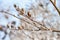 Frosted dry lilacs twig