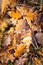 Frosted fallen autumnal leaves background.