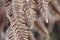 Frosted fern close up