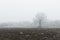 Frosted field in a misty winter morning