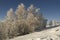 Frosted forest