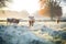 frosted grass with cows eating on a chilly morning