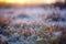 Frosted grass on the meadow at sunrise in winter