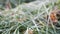 Frosted grass with oak leaves