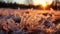 Frosted grass at sunset. Beautiful winter landscape with frosted grass